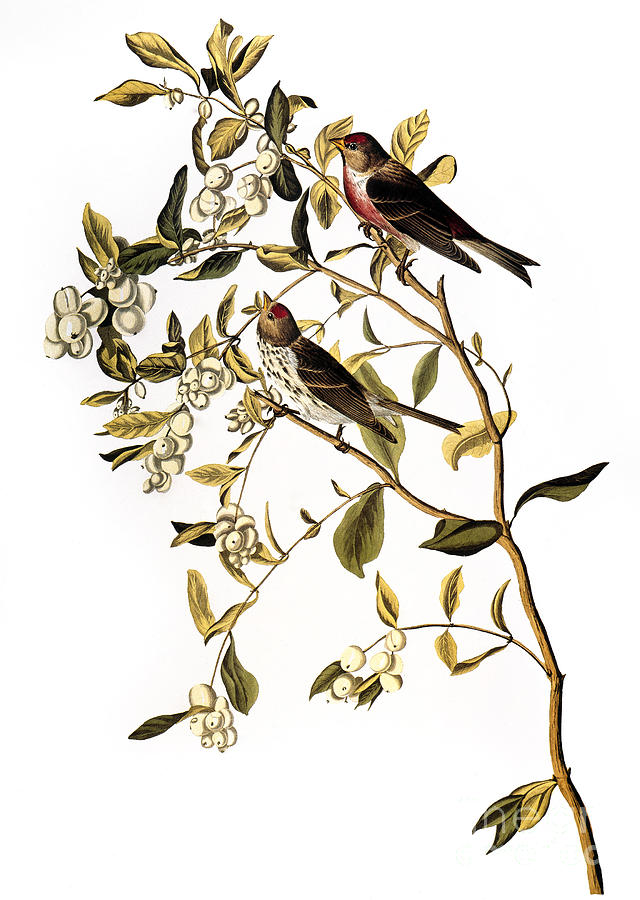 Audubon: Redpoll, (1827) Photograph by Granger