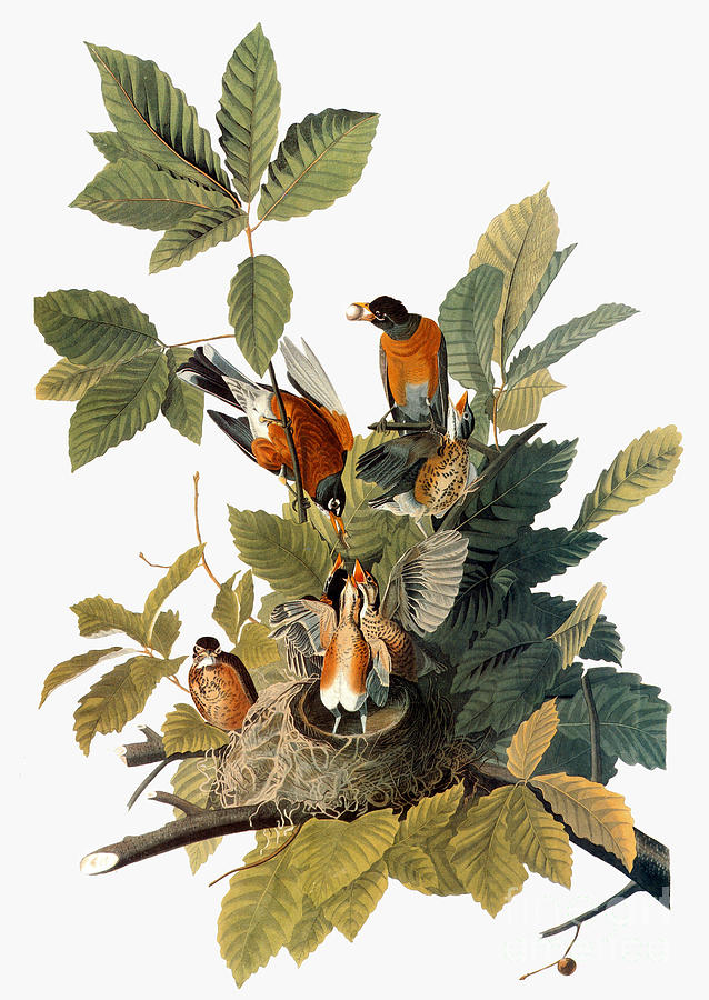 Audubon: Robin Photograph by Granger