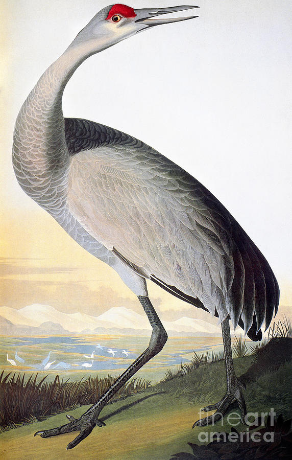 Sandhill Crane Drawing by John James Audubon