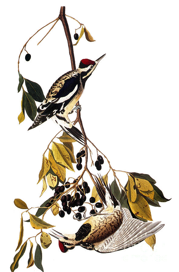 Audubon Sapsucker, 1827-38 Photograph by John James Audubon