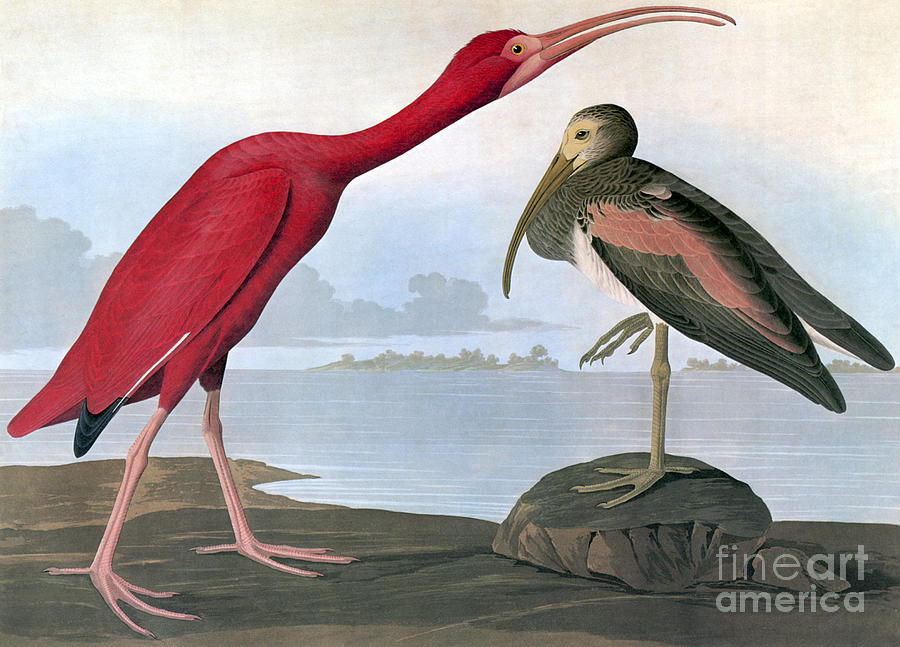 Scarlet Ibis #6 Drawing by John James Audubon