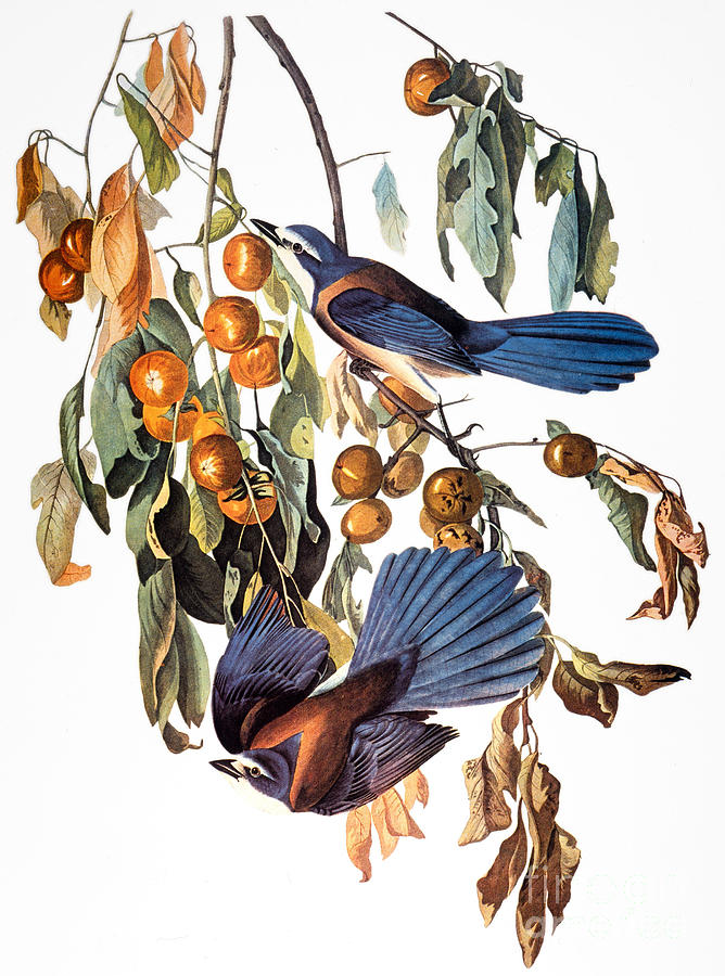 Audubon: Scrub Jay, 1827-38 Photograph by Granger