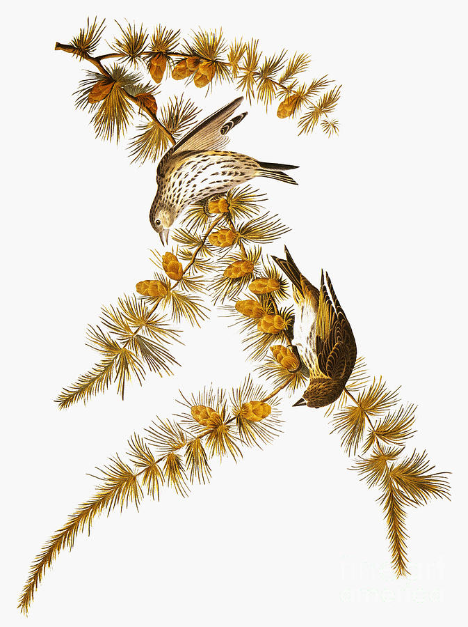 Audubon: Siskin Photograph by Granger