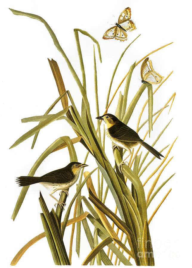 Audubon: Sparrow, (1827) Photograph by Granger