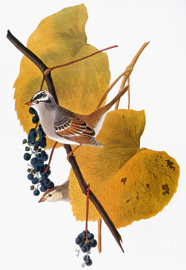 Audubon: Sparrow Photograph by Granger