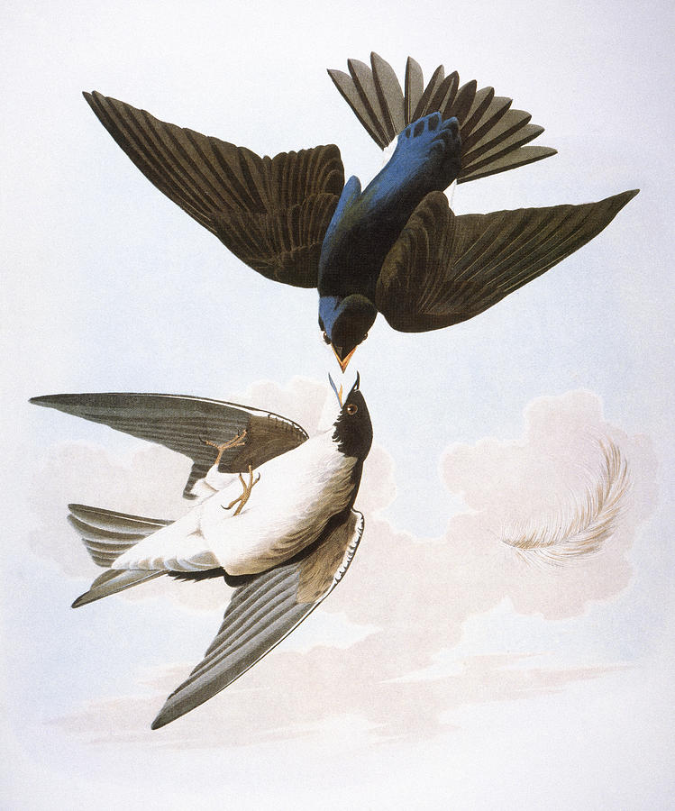 Audubon: Swallows, 1827-38 Photograph by Granger