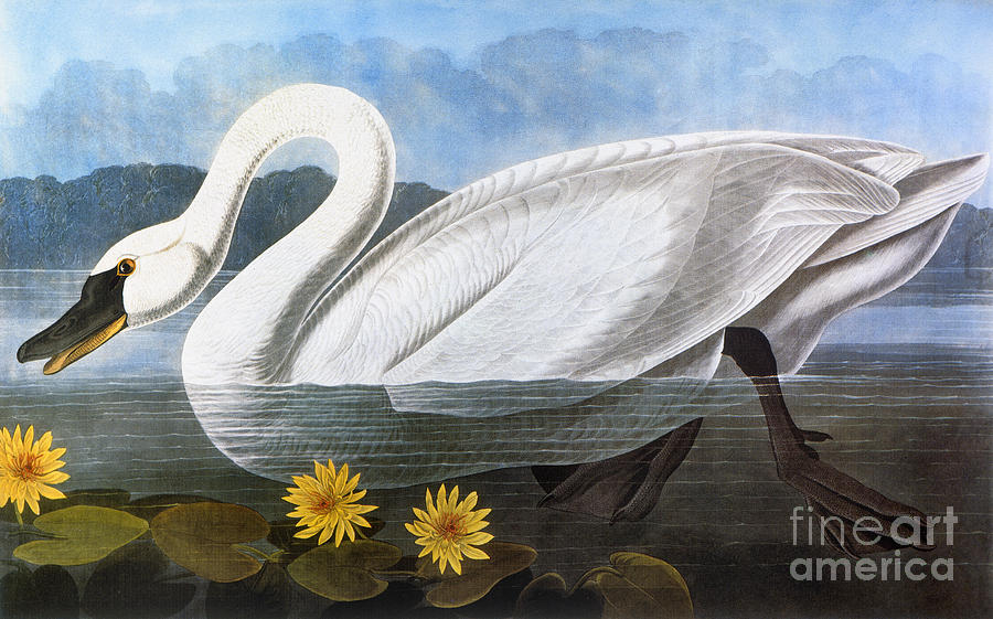 Audubon: Swan, 1827 Photograph by Granger