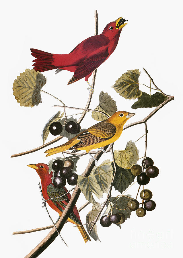 Summer Tanager #2 Drawing by John James Audubon
