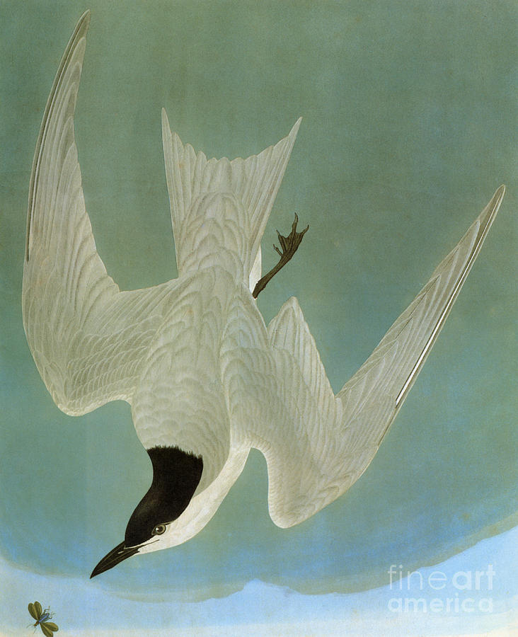 Audubon: Tern Photograph by Granger