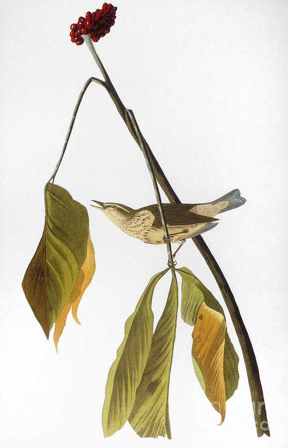 Audubon: Thrush, 1827 Photograph by Granger
