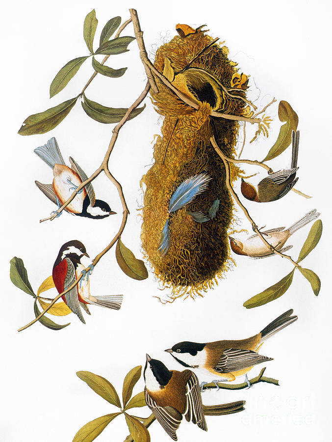 Audubon: Titmouse Photograph by Granger