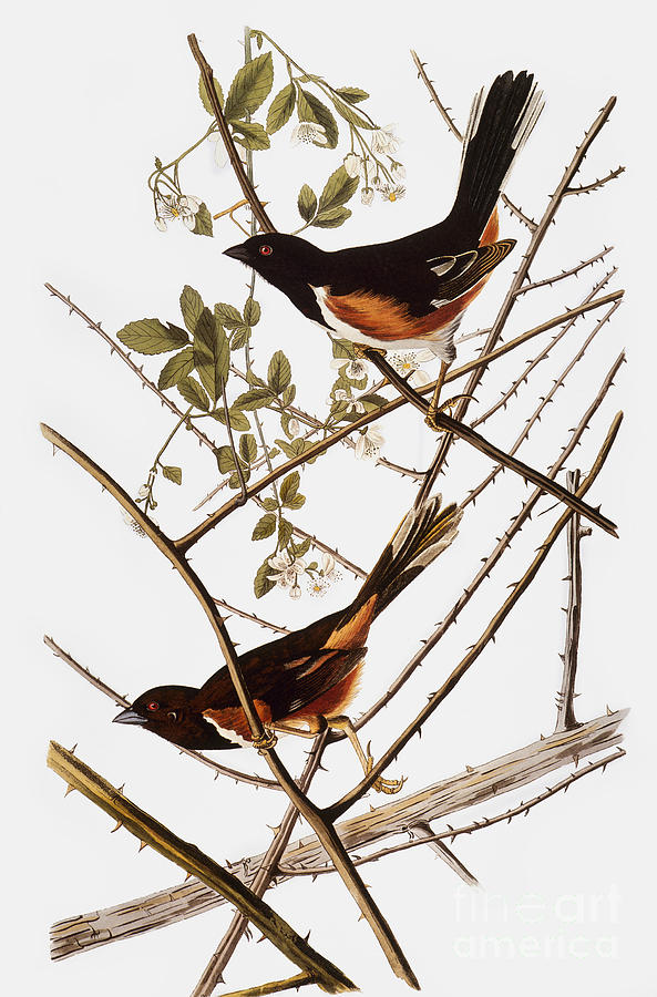 Bird Photograph - Audubon: Towhee by Granger