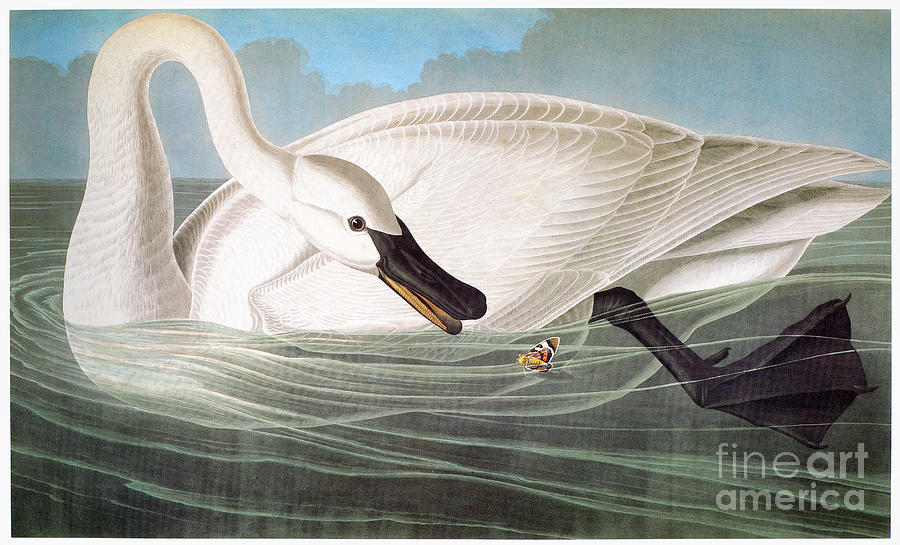 Audubon: Trumpeter Swan Photograph by Granger