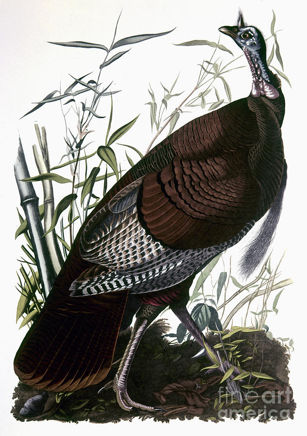 Audubon: Turkey Photograph by Granger