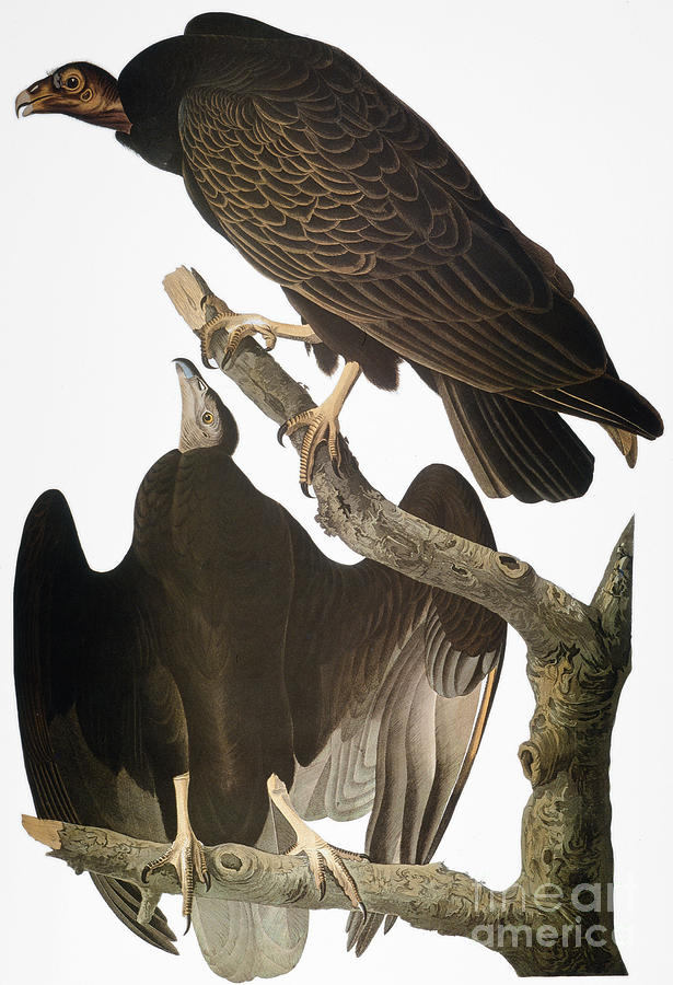 Audubon: Turkey Vulture Photograph by Granger