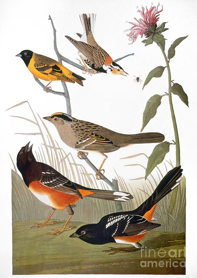 Audubon: Various Birds Photograph by Granger