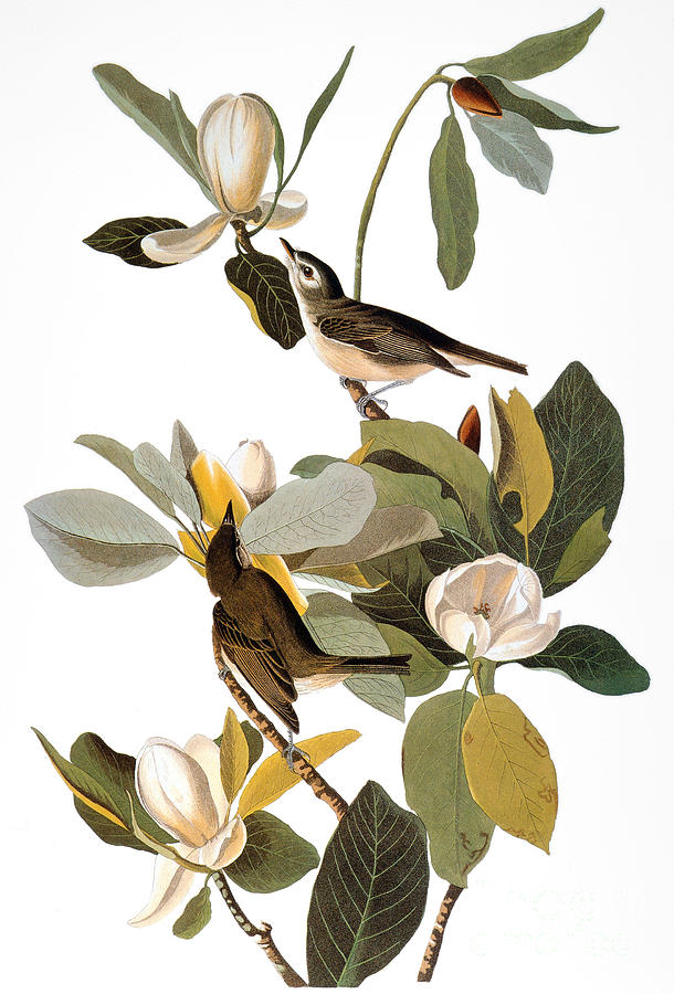 Audubon: Vireo Photograph by Granger