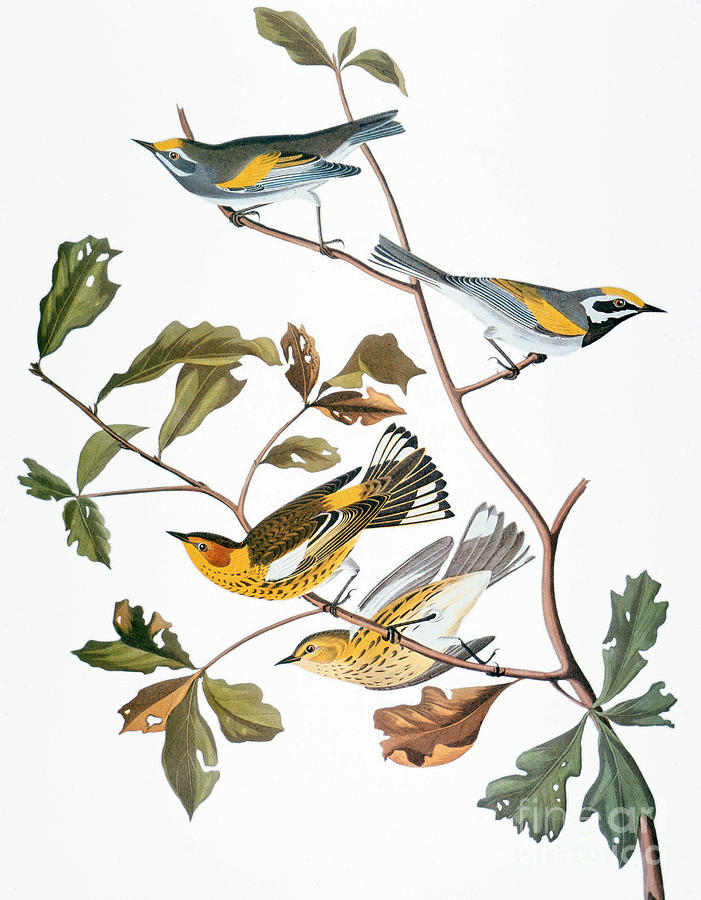 Audubon: Warbler, (1827-1838) Photograph by Granger