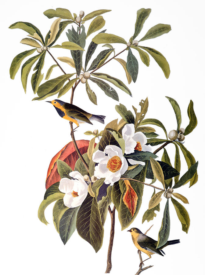 Audubon: Warbler, 1827-38 Photograph by Granger