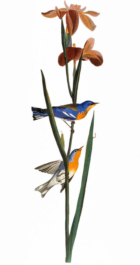 Audubon: Warbler, 1827 Photograph by Granger