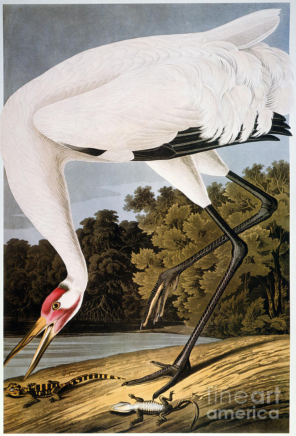 Audubon: Whooping Crane Photograph by Granger