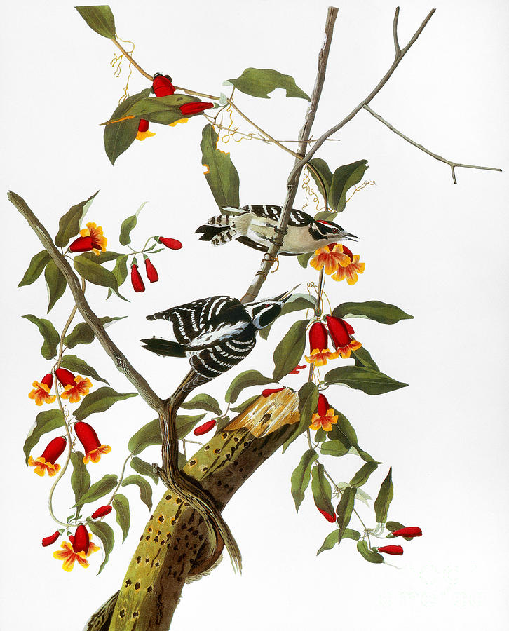 Downy Woodpecker, 1827 Painting by John James Audubon