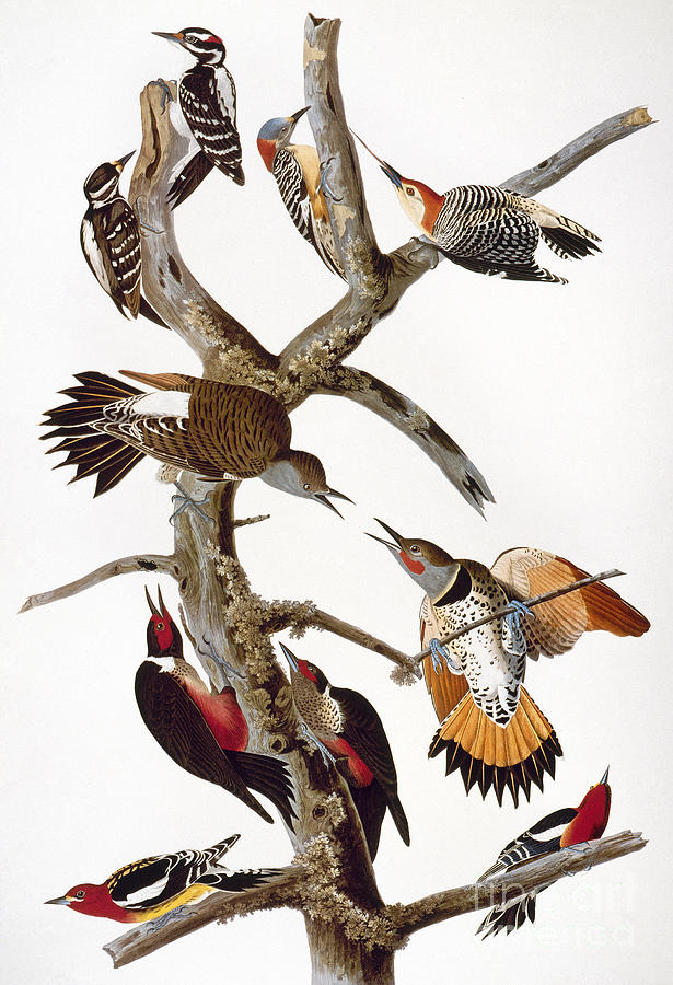 Audubon: Woodpeckers Photograph by Granger