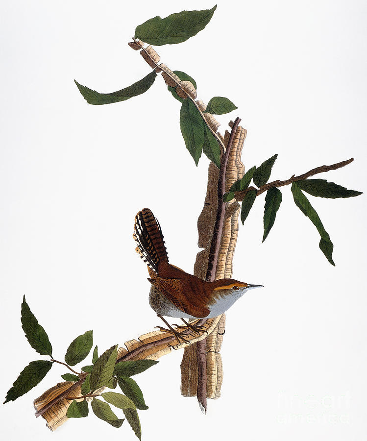 Audubon: Wren, (1827-38) Photograph by Granger