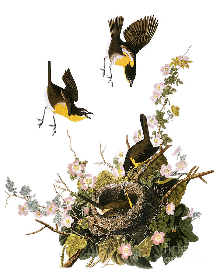 Audubon: Yellow Chat, (1827-38) Photograph by Granger