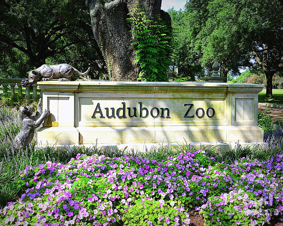 Audubon Zoo Photograph by Tru Waters