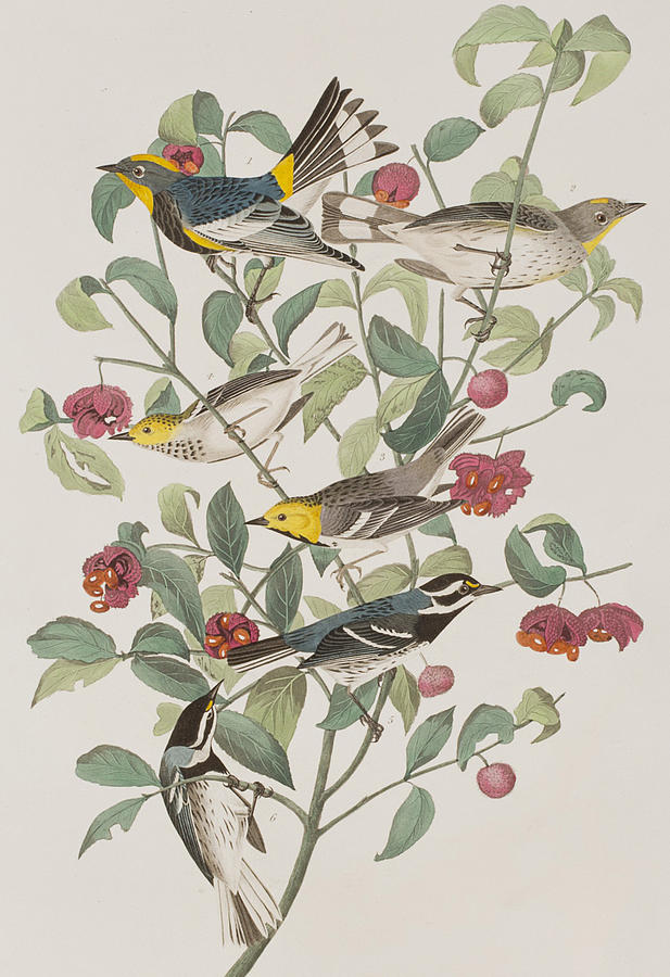 John James Audubon Painting - Audubons Warbler Hermit Warbler Black-throated gray Warbler by John James Audubon