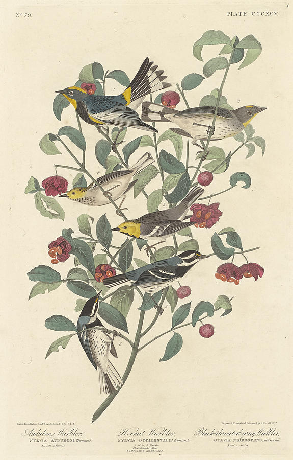Audubons Warbler Painting by John James Audubon
