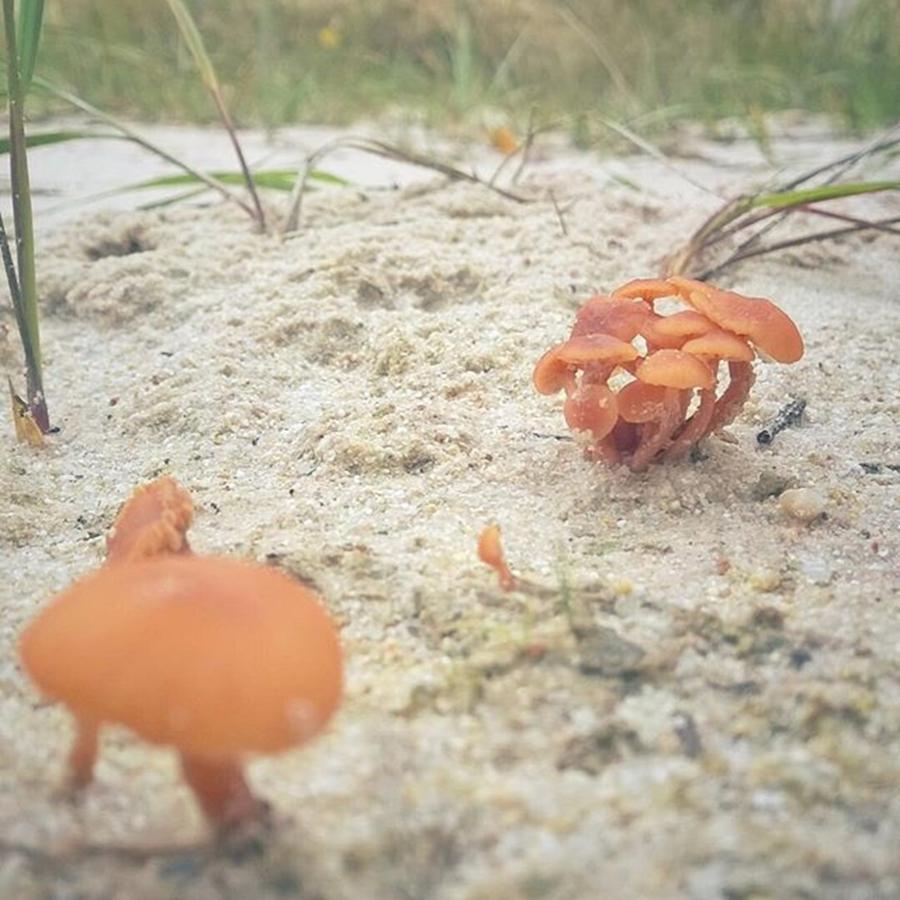 Mushroom Photograph - Auf Pilzjagd. 
#pilze #sandboden by Mandy Tabatt