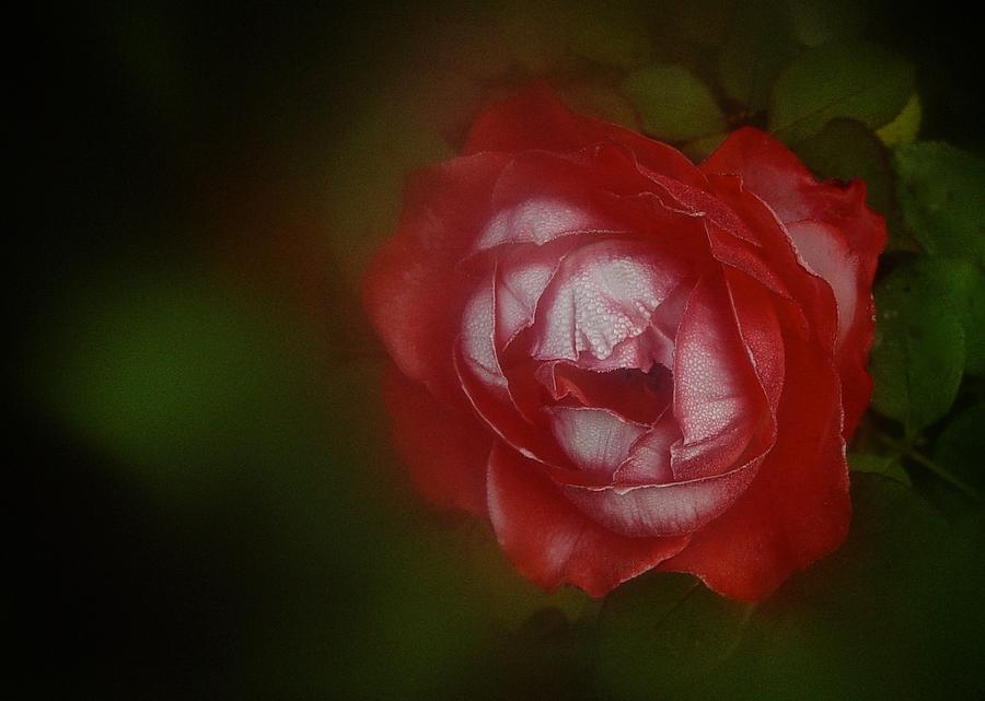 Aug 2016 Rose No. 2 Photograph by Richard Cummings