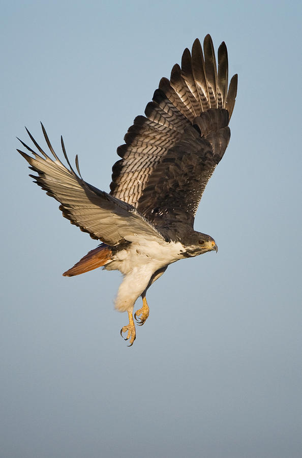 Buzzard Photograph - Augur Buzzard Buteo Augur Flying by Panoramic Images