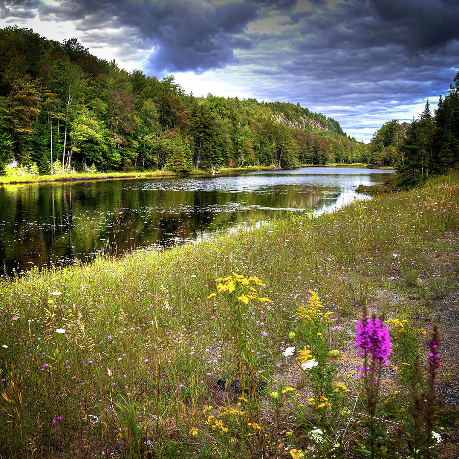 August Flowers on the Pond Photograph by David Patterson