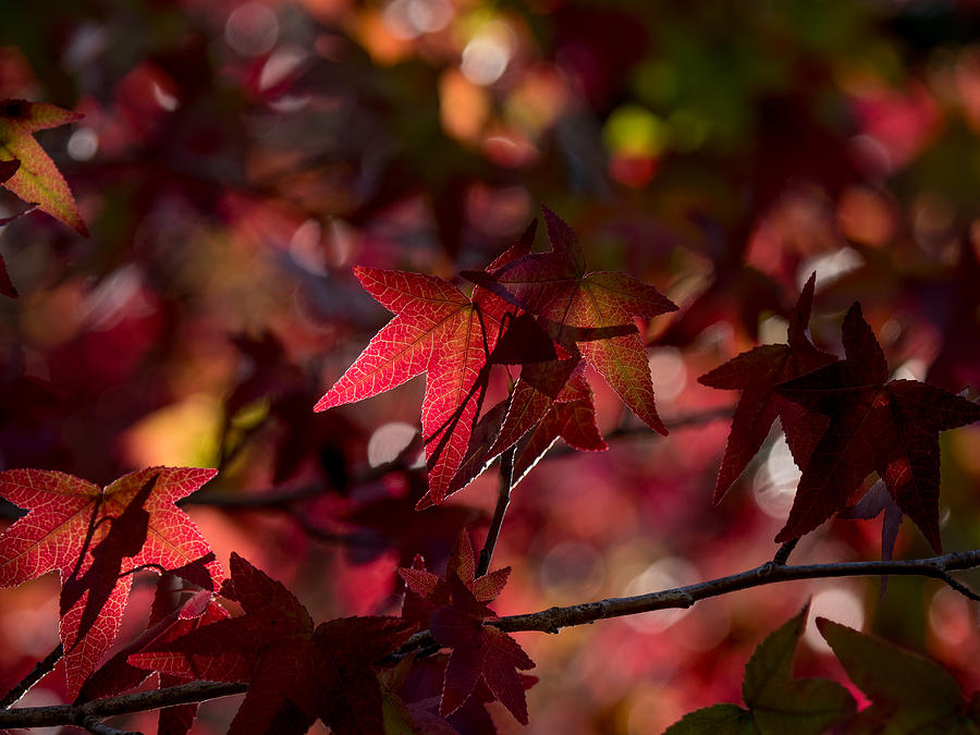 August Leaves Photograph by Derek Dean