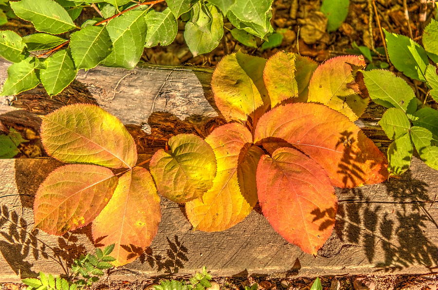 Fall Photograph - August Leaves by Jim Sauchyn