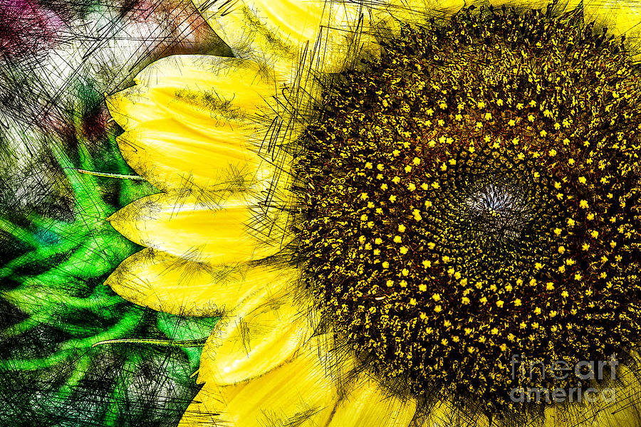 August Sunflower 1 Photograph by Michael Arend