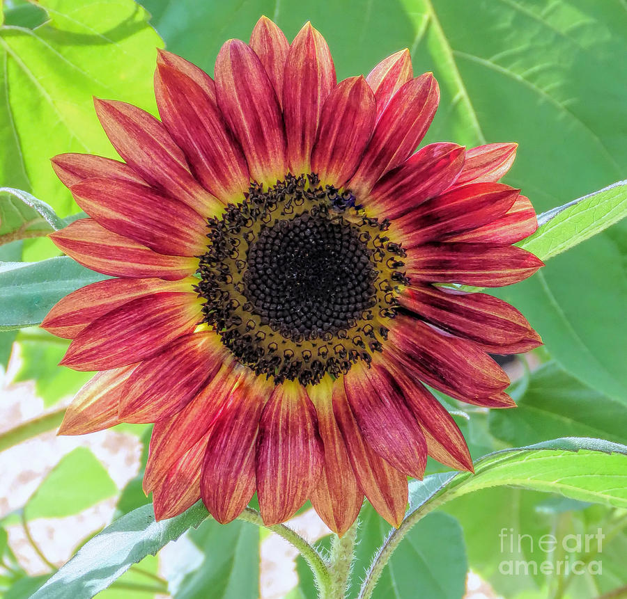 August Sunflower  Photograph by Janice Drew