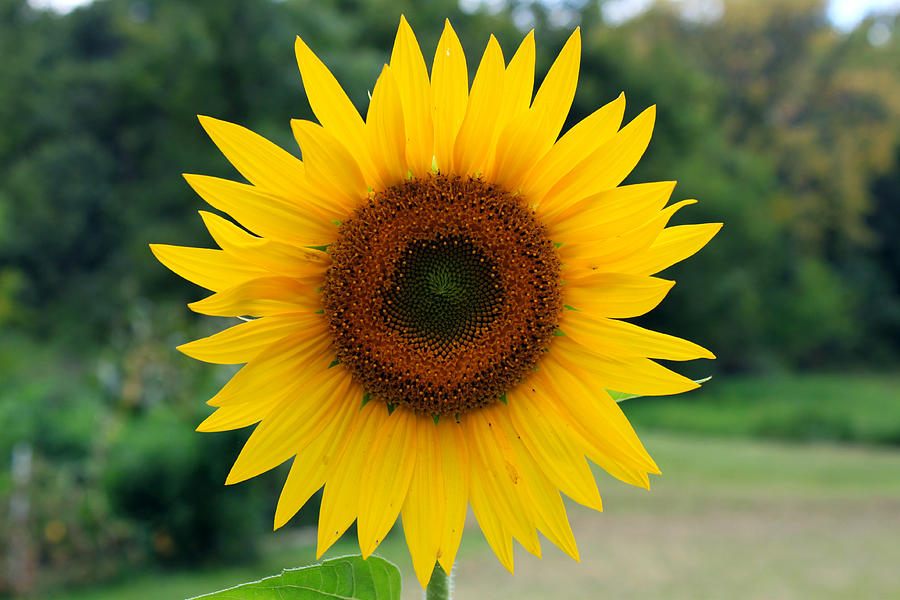 August Sunflower Photograph by Jeff Severson