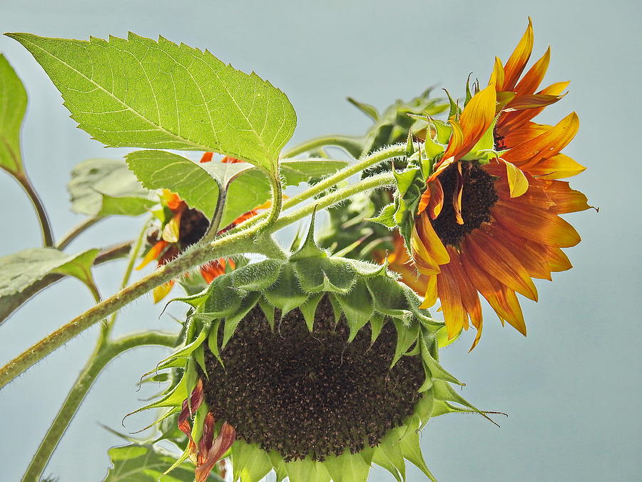 Sunflower Photograph - August Sunflower Pair by Tony Ambrosio