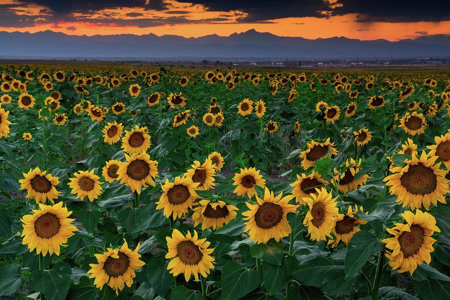 August Sunflowers In Colorado Photograph by John De Bord