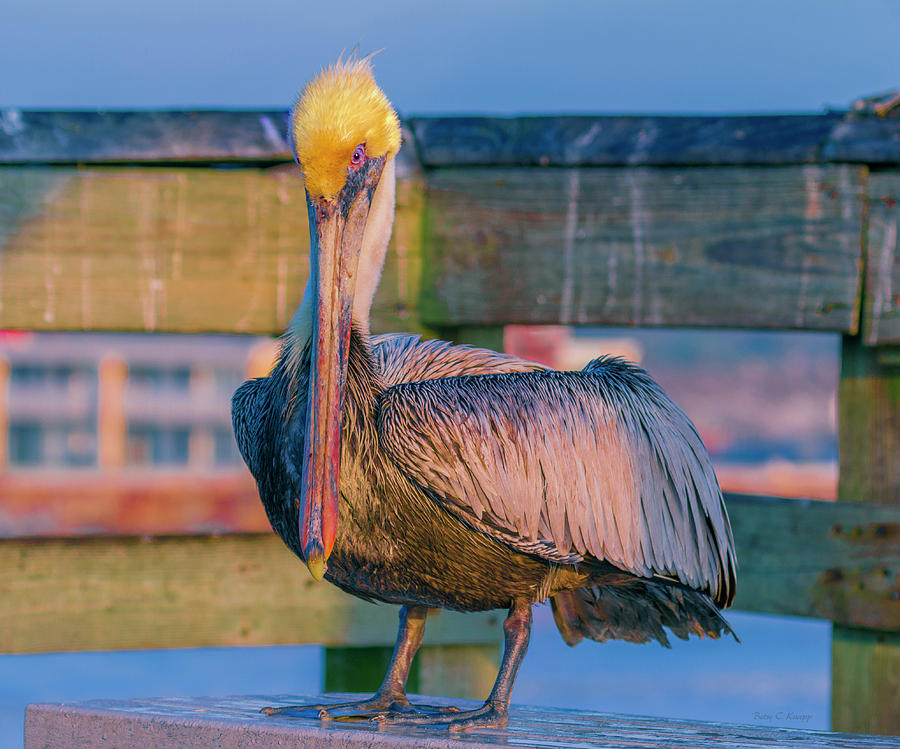 Pelican Photograph - Augustine Pelican by Betsy Knapp