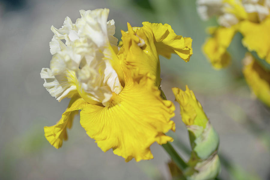 Aura Light. The Beauty of Irises Photograph by Jenny Rainbow