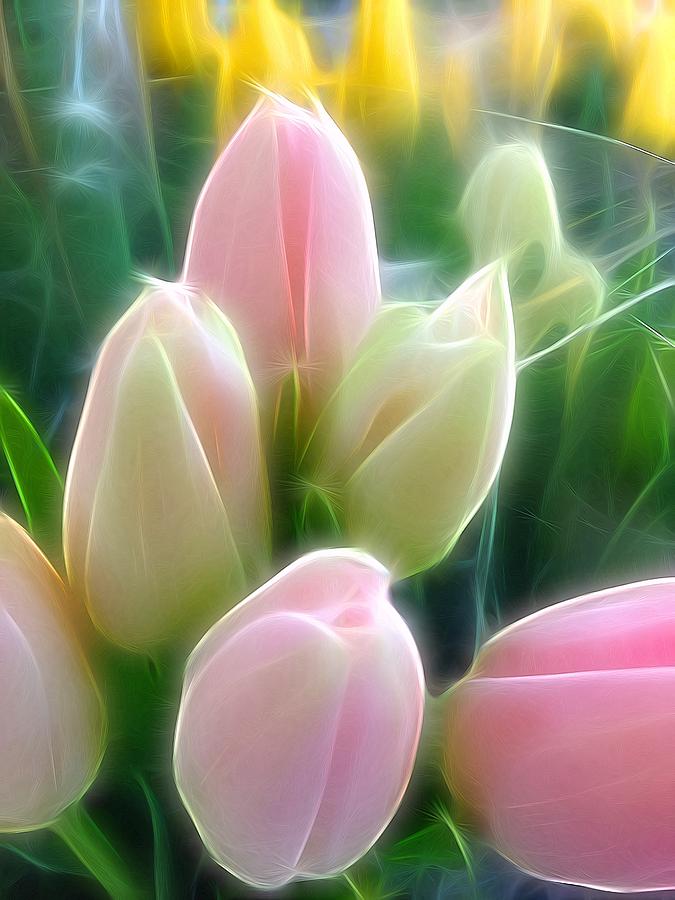 Aura of Tulip Photograph by Kathleen Messmer