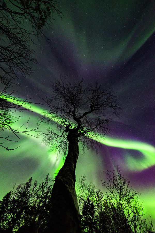 Aurora Borealis Photograph - Aurora and The Tree by Kolbein Svensson Aurora Borealis Photograph - Aurora and The Tree by Kolbein Svensson