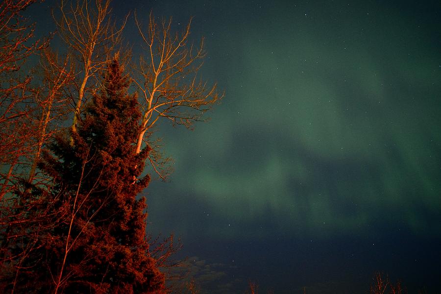 Aurora and Trees Photograph by Steve Keenan - Fine Art America