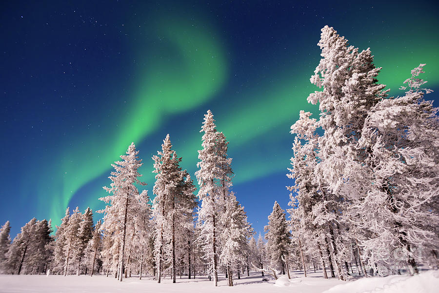 Aurora Borealis, Northern lights over snowy pine trees Photograph by Delphimages Photo Creations