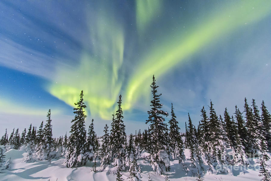 Aurora Borealis Over The Trees Photograph by Alan Dyer - Fine Art America